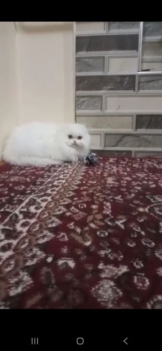 Toza zotli mushuk