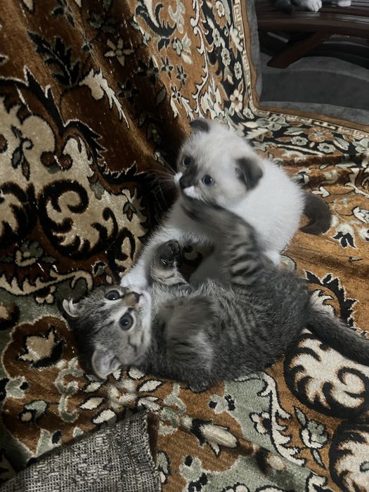 Вислоухие котята