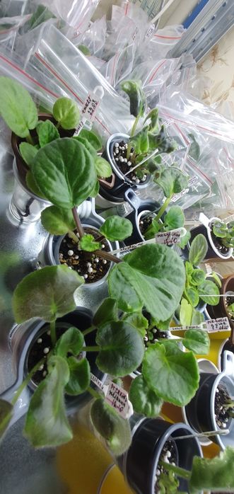 Продам сортовые фиалки