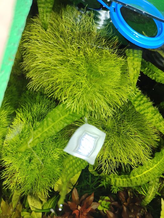 Аквариумное растение