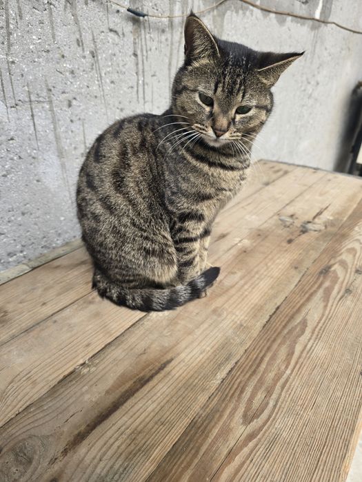 Отдам очень умную ласковую кошку в добрые руки