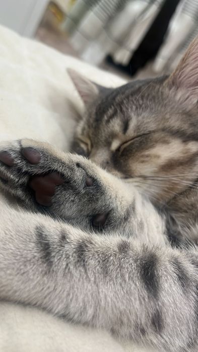 Отдам милых котят