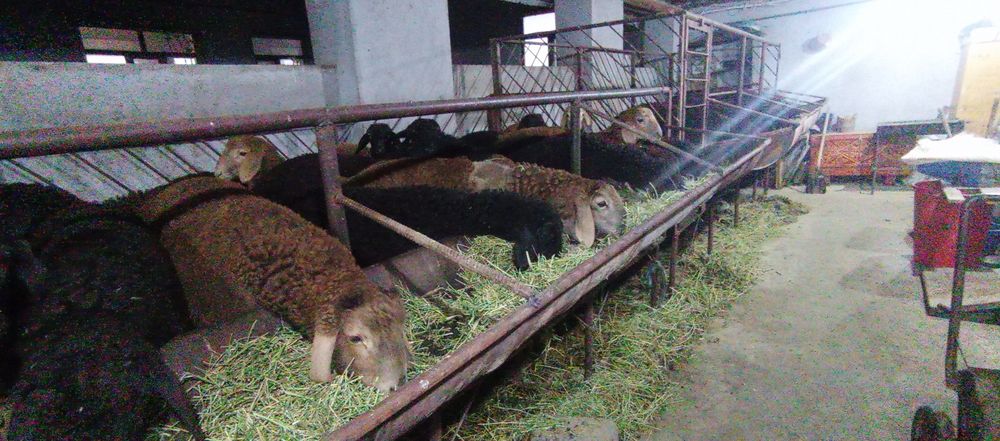 Тоқты қошқар бар