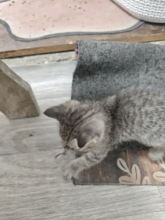 Отдам котят в хорошие руки