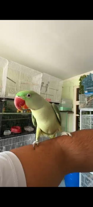 Александрийский попугай ручной