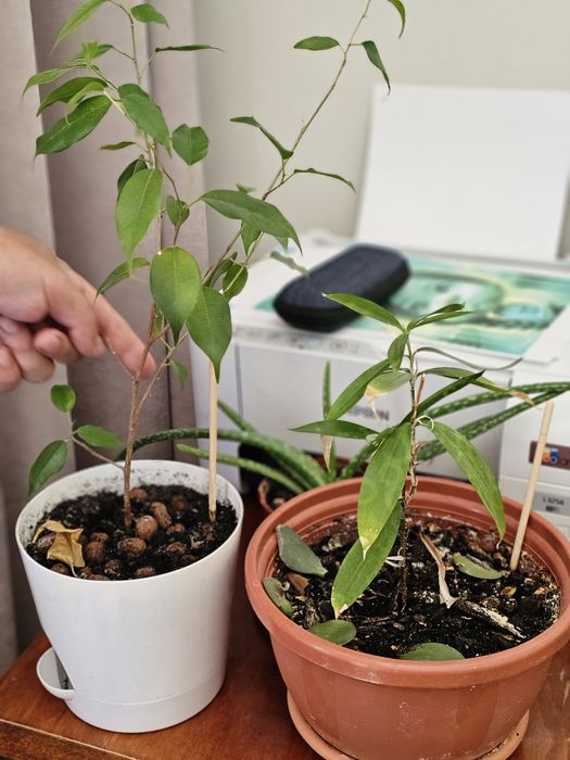 Продам комнатные цветы