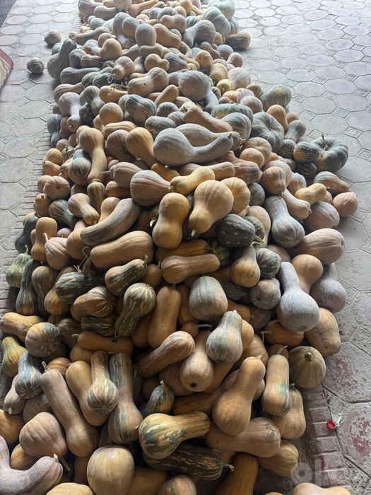 Ajoyib dehqonchiliq kadila sotilodi