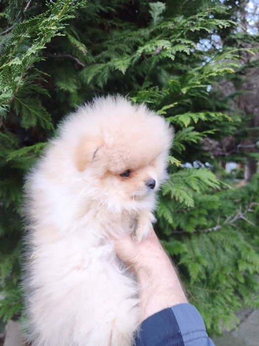 Померан мъжки и женски