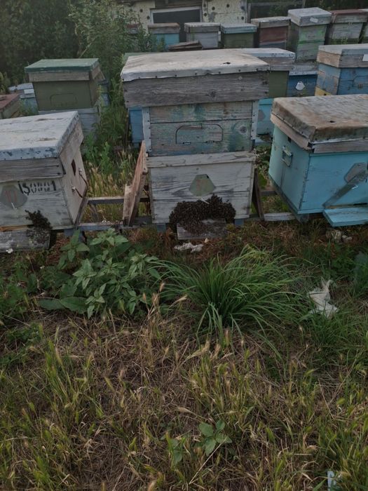 Familii albine impreuna cu cat