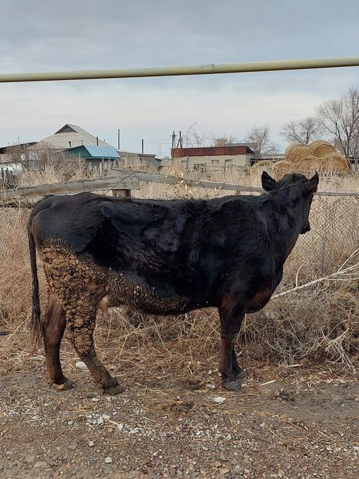 Продам молочную корову