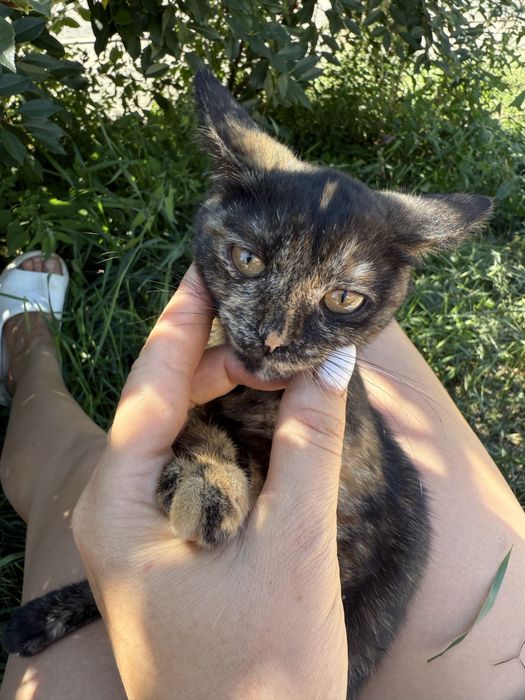 Отдам бесплатно  котят