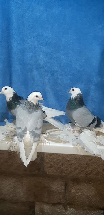 Продаются голуби