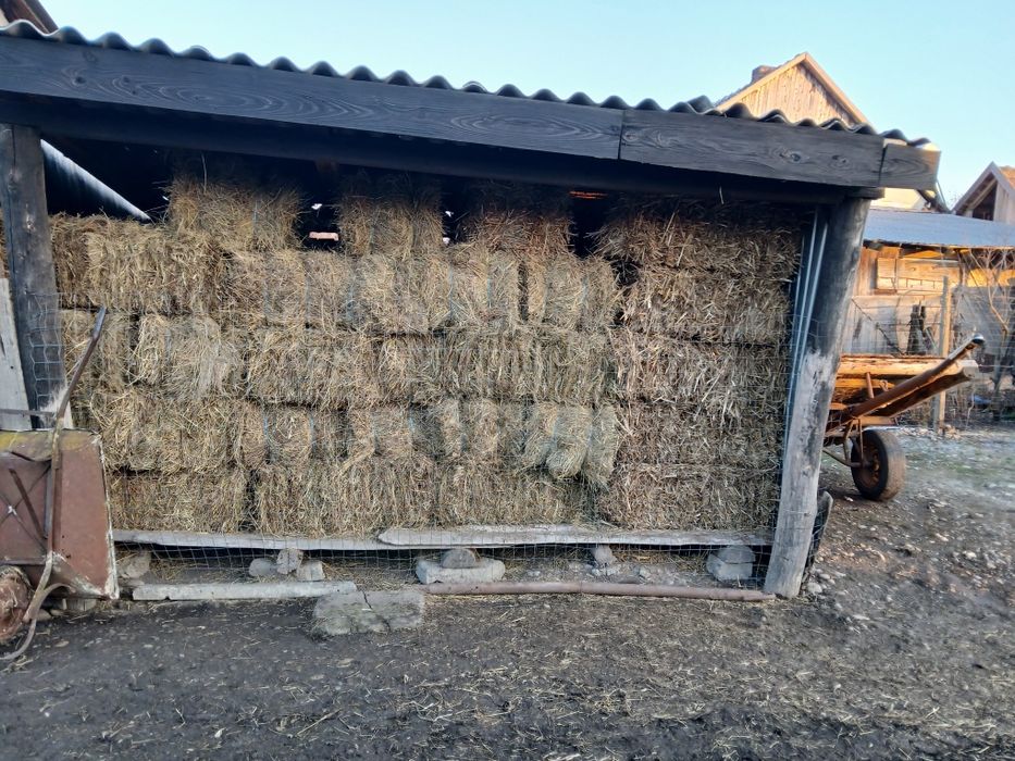 Vând o oaie și baloți fân