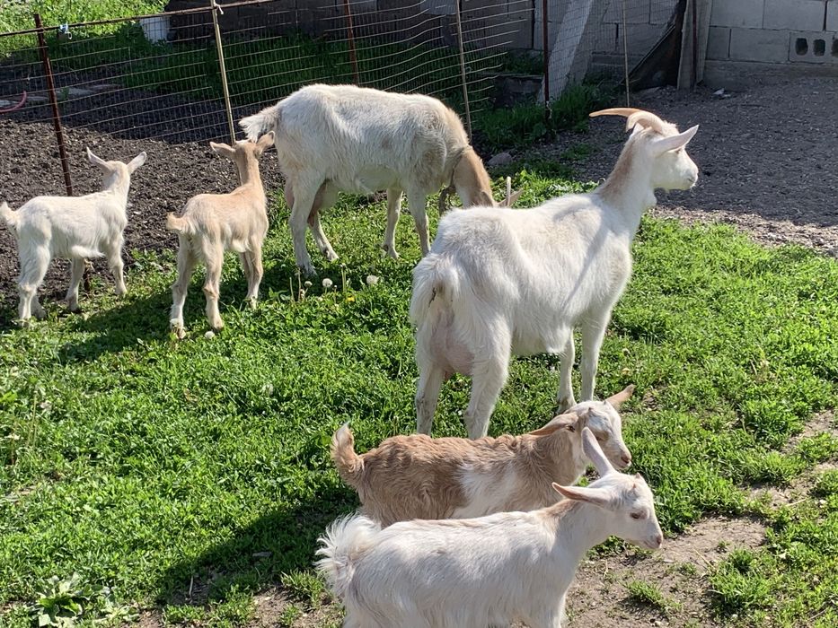 Сүтті ешкілер сатылады