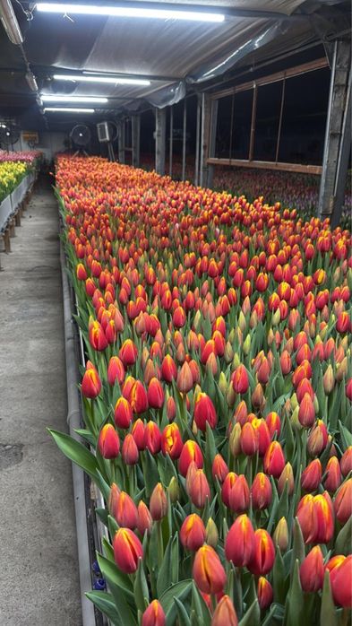 Беларусский тюльпан оптом