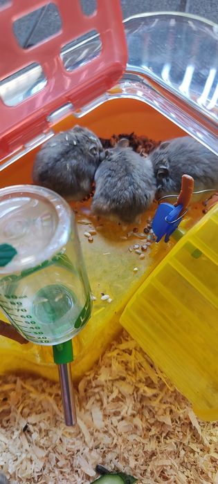 Vând hamster pitic