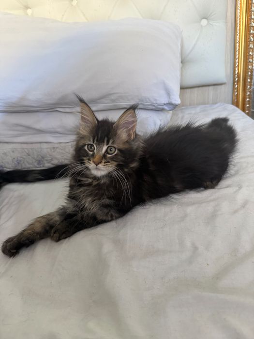 Мейн кун кот 3 месяца