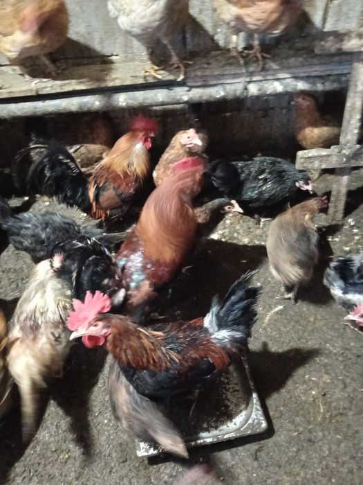 Продам  Черных домашних Курей