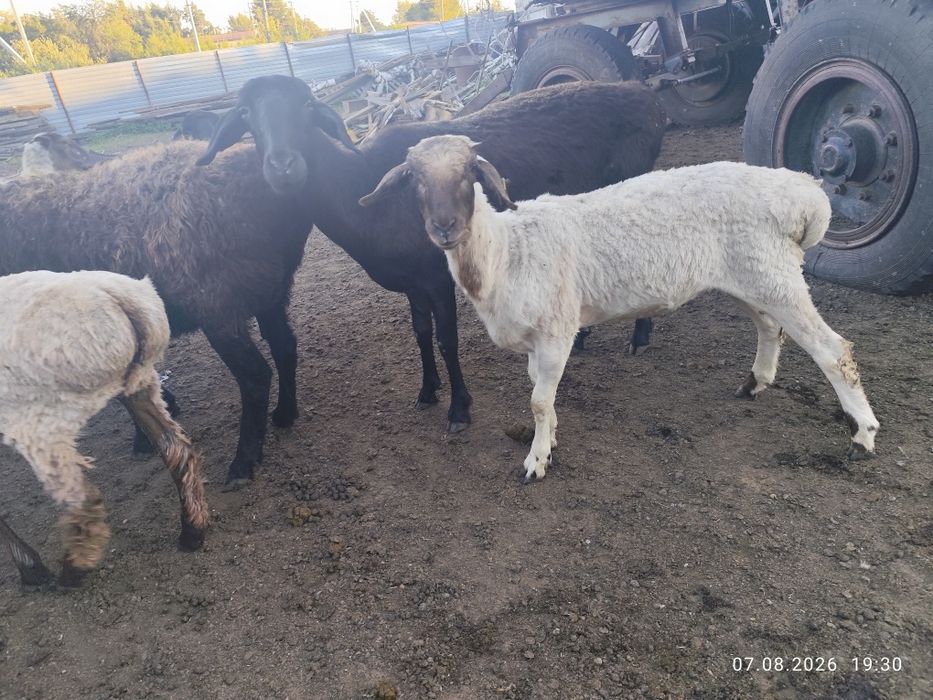 Продам. Баранов костратов