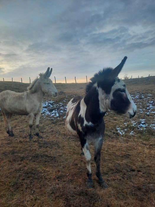 vând lapte de magarita