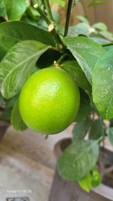 Лимон( комнатные цветы)