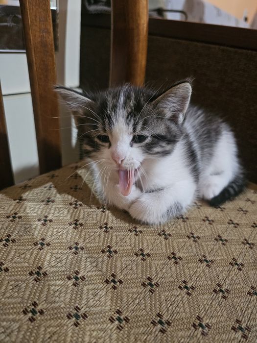 Отдам котят, возраст 6 недель