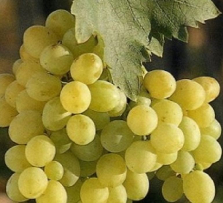 Butasi vita de vie anul 3