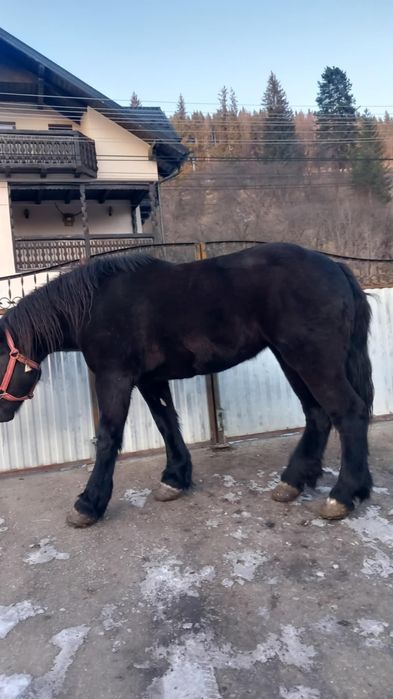 Vând mânză de doi ani jumate