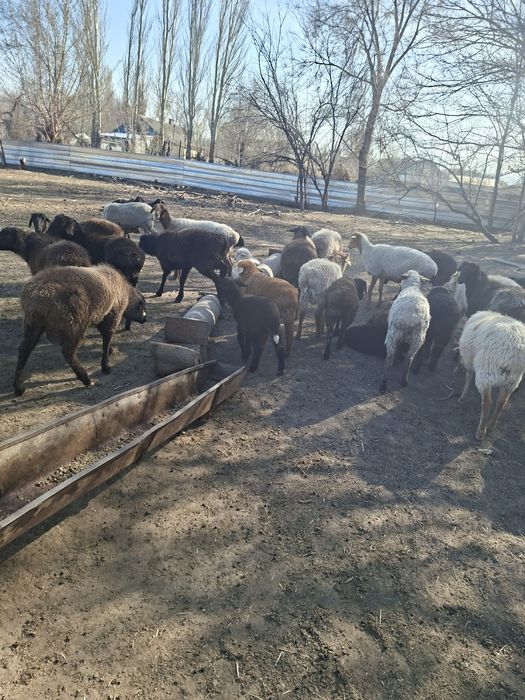 Овцы с ягнятами.