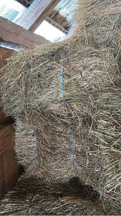 Vand baloti de fan 2025