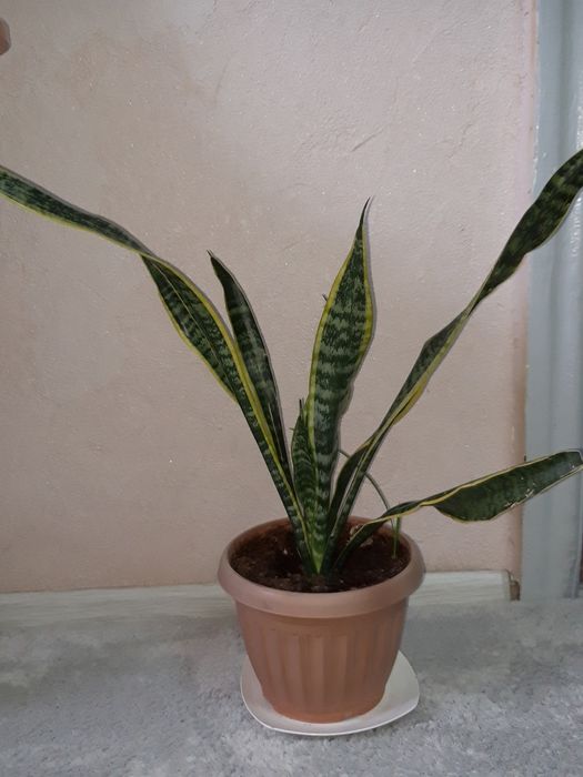 Продам цветок Сансевиерия