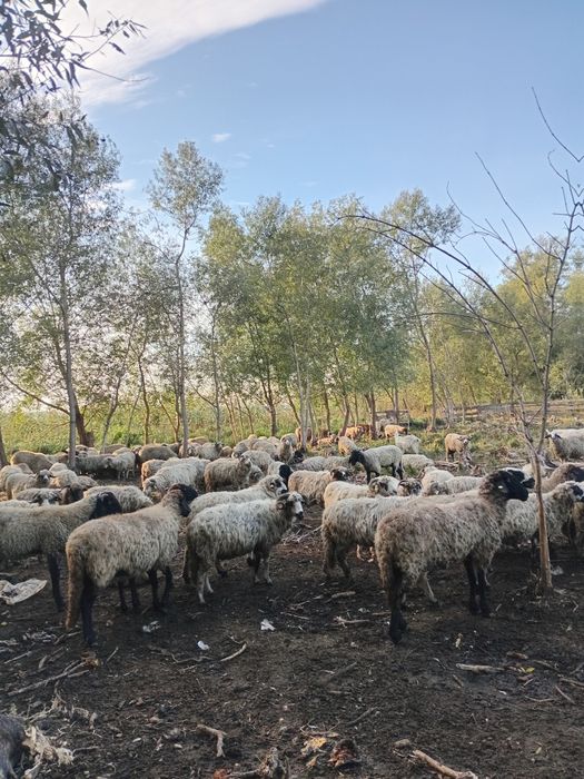Schimb OI cu capre sau vaci