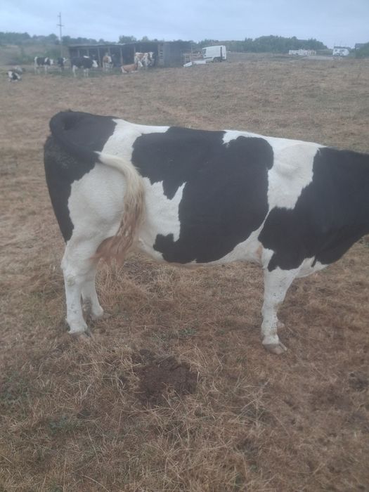 Vând vaca gestanță în șapte luni e