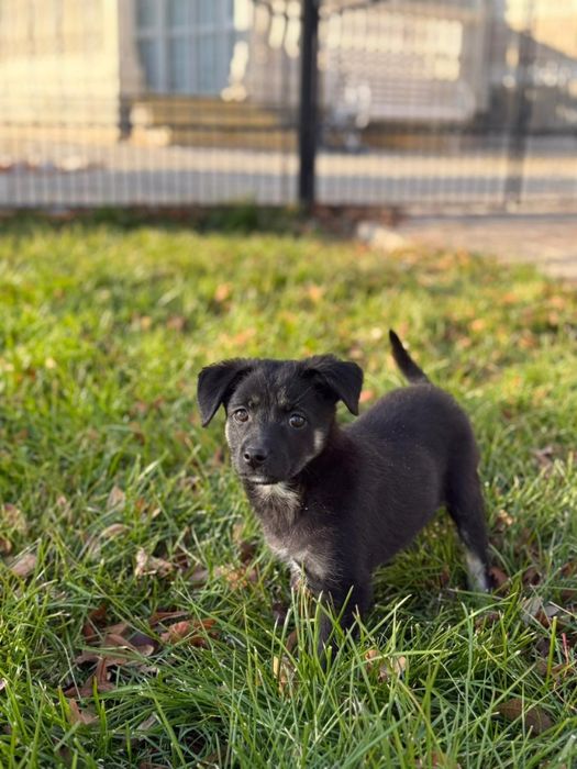 Отдам даром щенков.