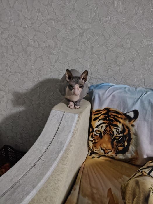 Продаю кошку.     .