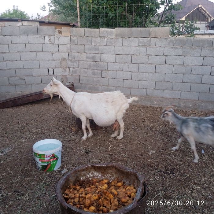 Сүтті орыс ешкі сатылады