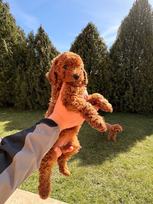 Женски Мини пудел Red apricot