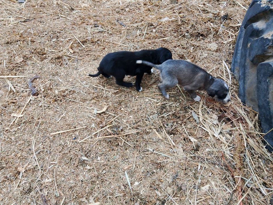 Продаются два щенка тазы