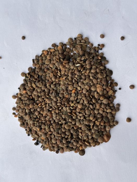 Чечевица зеленая, красная