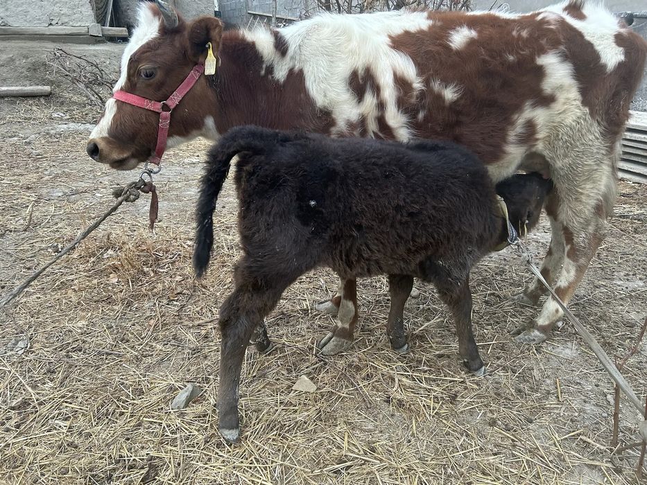 Она бола сигир сотилади