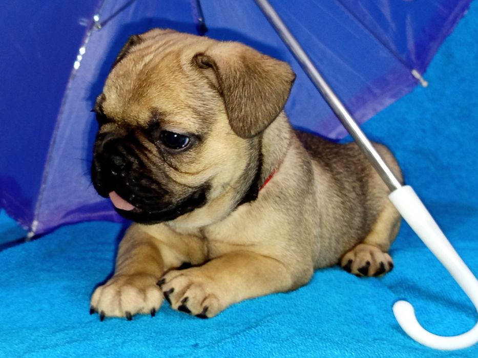 Ранее бранирование