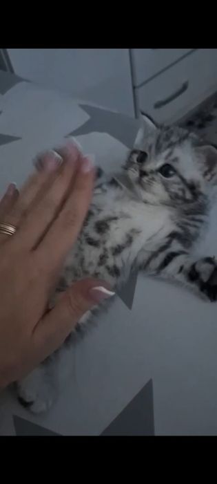 Открыта бронь на котят страйтов.