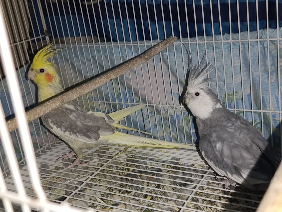 Karella  soglom sotiladi