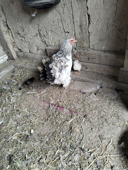 Продам квочку и 5 цыплят
