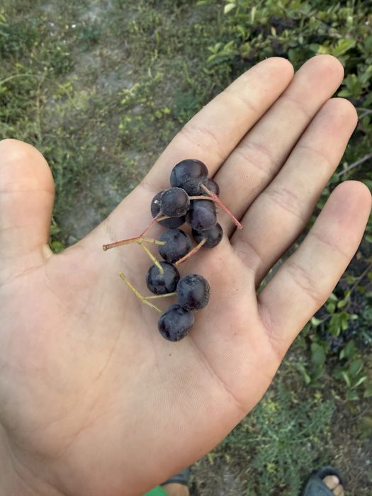 Vand Aronia proaspata