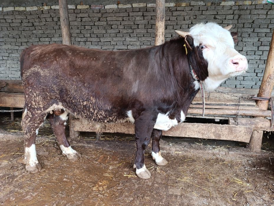 Новвослар сотилади грейфрут парода