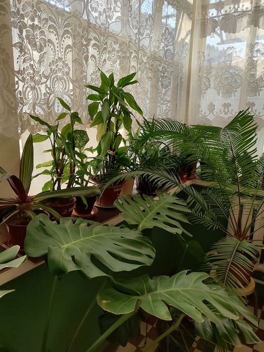 Цветы для дома и офисов.