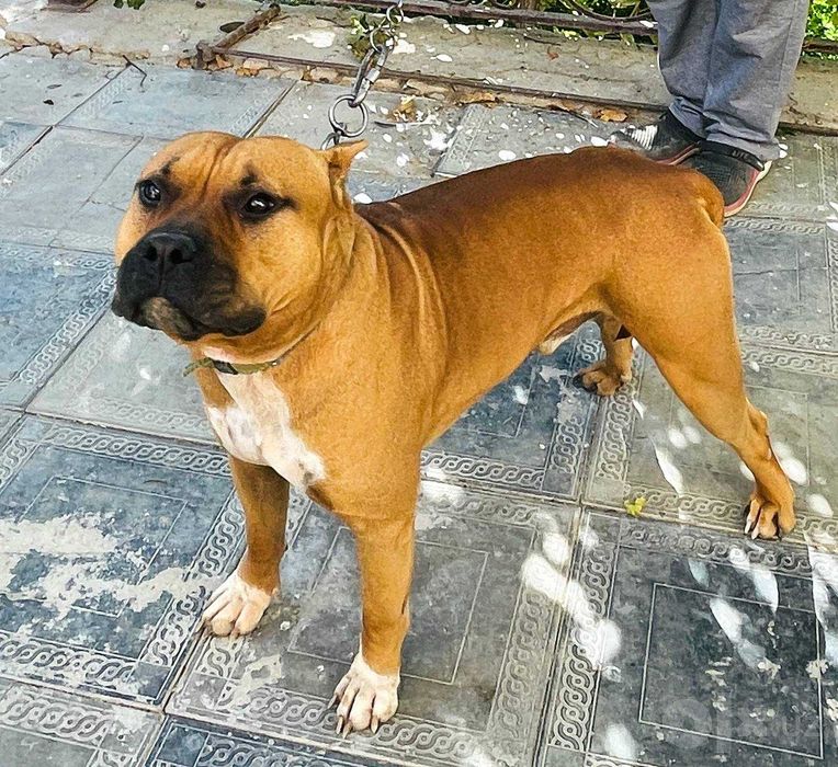 Pidbull sotiladi sog'lom aqlli