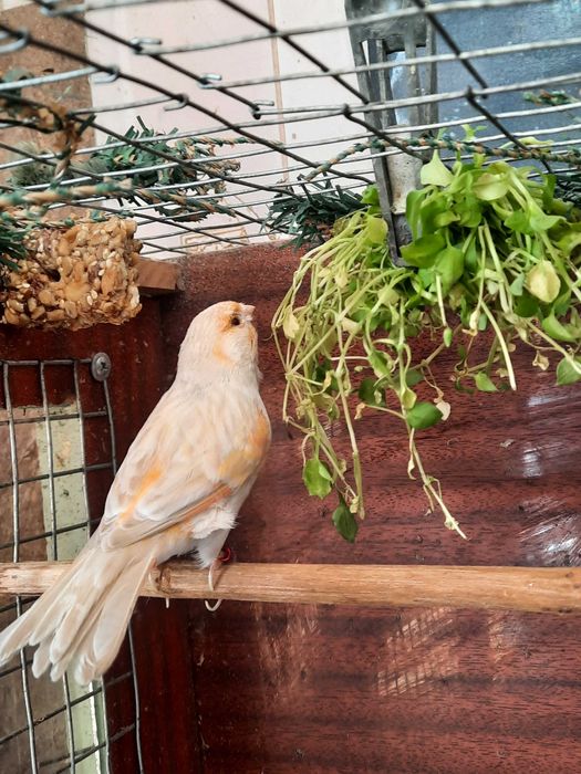 Пара канареек сатинет .