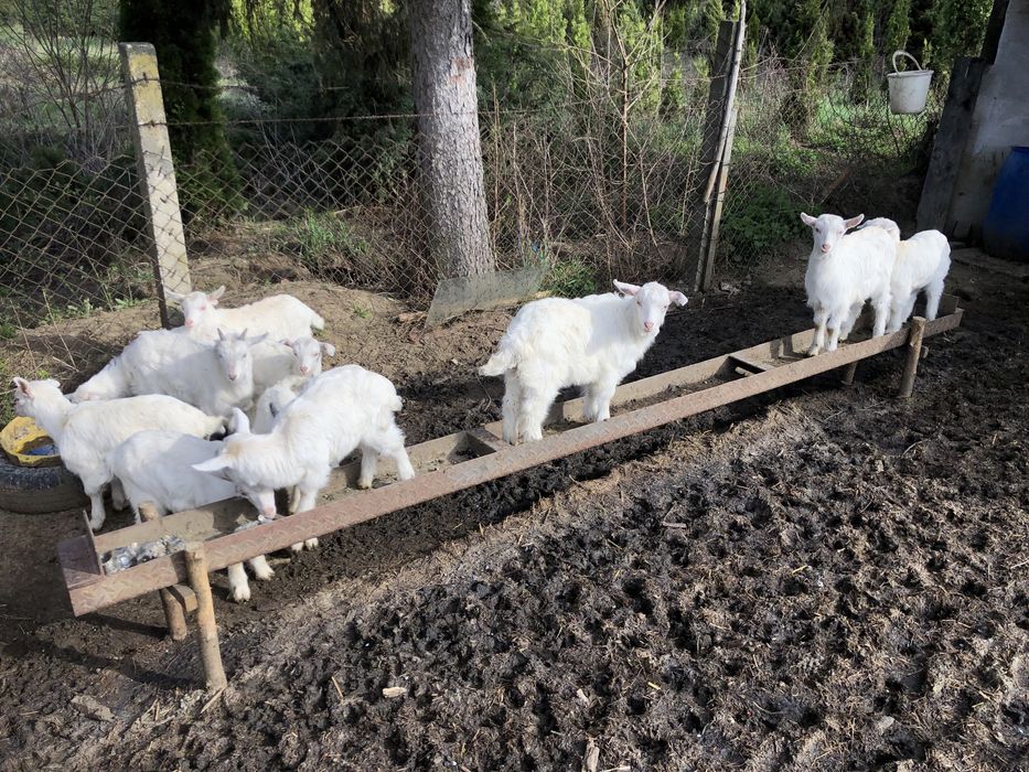 Iezi de vânzare 25 lei kg